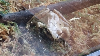 茶臼山高原両生類研究所(カエル館)／ネバタゴガエル