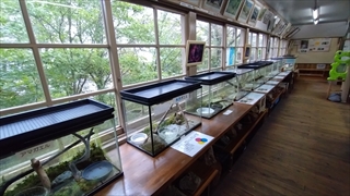 茶臼山高原両生類研究所(カエル館)／展示全景
