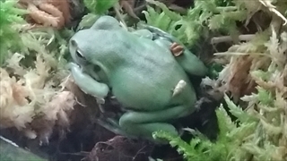 茶臼山高原両生類研究所(カエル館)／モリアオガエル