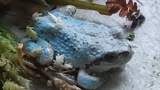 茶臼山高原両生類研究所(カエル館)／水色のアマガエル