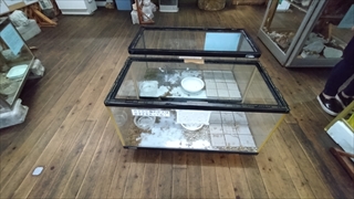 茶臼山高原両生類研究所(カエル館)／ヒキガエル展示