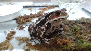 茶臼山高原両生類研究所(カエル館)／ヒキガエル