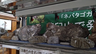 茶臼山高原両生類研究所(カエル館)／化石展示