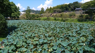 はままつフラワーパーク・水鳥の池
