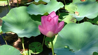 はままつフラワーパーク・ハスの花