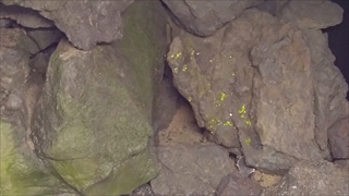 はままつフラワーパーク・ヒカリゴケ