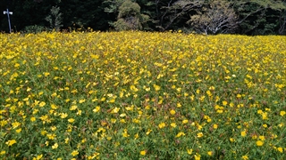 はままつフラワーパーク・黄花コスモス