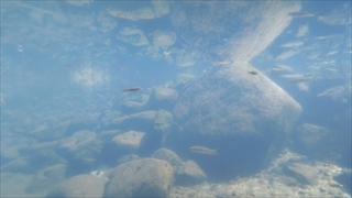 いなべ市水辺の里公園・自然水族館水槽内部