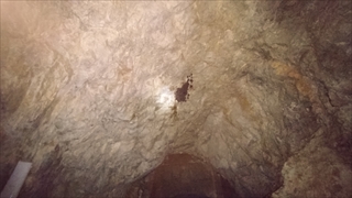 縄文洞・コウモリ集団