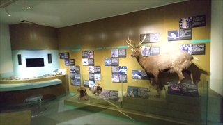 揖斐川町谷汲昆虫館／野生動物展示