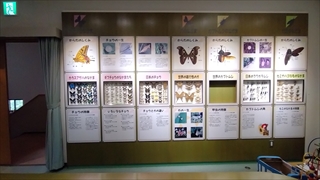 揖斐川町谷汲昆虫館／昆虫標本展示
