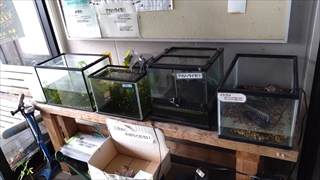 揖斐川町谷汲昆虫館／1階水槽