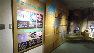 揖斐川町谷汲昆虫館／ヒメハルゼミ展示