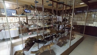 東栄町立博物館・東栄町の生物