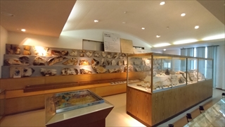 東栄町立博物館・柴石峠産の化石